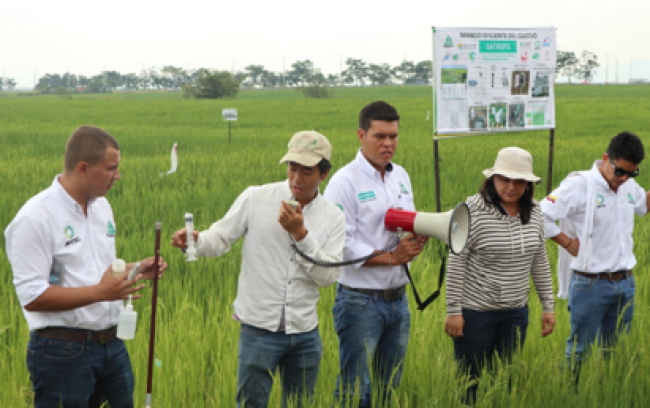南米コロンビアでの稲作研究、現場に行って初めて見えた自分の国際協力